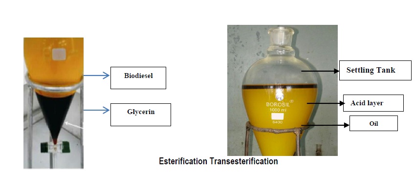 esterification transesterification